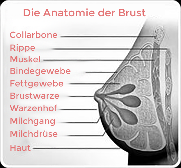 Die-Anatomie-der-Brust